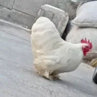 مرغ|حیوانات مزرعه|سرپل ذهاب, |دیوار