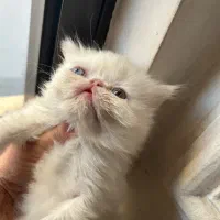 گربه|گربه|گرگان, |دیوار