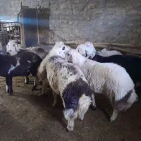 اف ۳۵|حیوانات مزرعه|زاغه, |دیوار