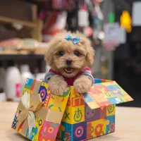 توله سگ شیتزو جیبی سایز ریز