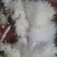 سگ تریر|سگ|زنجان, |دیوار