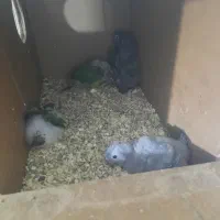 جوجه گرینچیک برای دستی