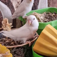 طوطی کوتوله چشم فالو|پرنده|لار, |دیوار