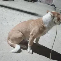 پاکوتاه|سگ|نیمروز, |دیوار