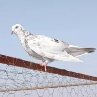 کبوتر پرشی .