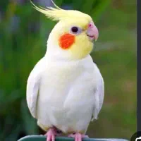 5تا عروس هلندی لوتینو