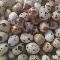 تخم بلدرچین خوراکی ونطفه...