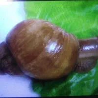 حلزون فقط 25 تومان