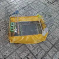 یک جفت مرغ عشق سالم سرحال با قفس لوازم|پرنده|تهران, شکوفه (عبدل آباد)|دیوار