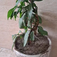 گل آگلونما|گل و گیاه طبیعی|فردیس, قریشی|دیوار
