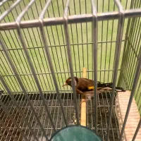 ماده‌سهره داغ سر نشون دار جفتی با سهره|پرنده|شهریار, شهریار|دیوار