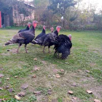 بوقلمون محلی|حیوانات مزرعه|سنگر, |دیوار