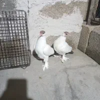 کبوتر کله دمبی (هلمت)