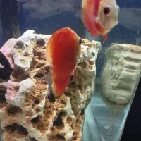 اکواریوم ماهیران کامل باماهی|ماهی|وحیدیه, |دیوار