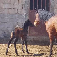 اسب|اسب و تجهیزات اسب‌سواری|شیراز, کیان آباد|دیوار