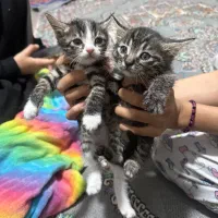 گربه حمایتی