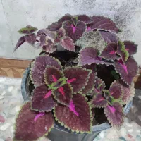 گل طبیعی خونگی|گل و گیاه طبیعی|یاسوج, |دیوار