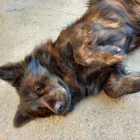 سگ آپارتمانی|سگ|قدس, شهر‌قدس|دیوار