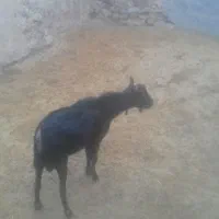 بزنرمورسیا|حیوانات مزرعه|کرمانشاه, |دیوار