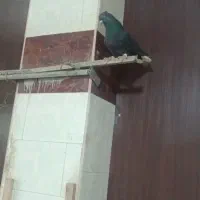 دمبی شمعک تخت