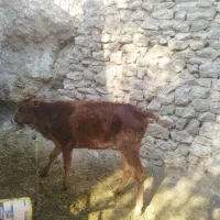 گوشت مراسمات با تخفیف ویژه فروشی|خدمات پذیرایی، مراسم|مسجد سلیمان, |دیوار