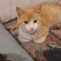 گربه