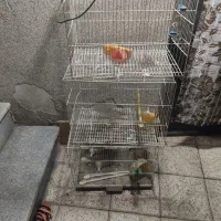 قفس
