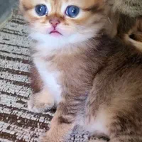 عروسک پشمالو