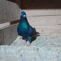 سلام یک جفت کبوتر