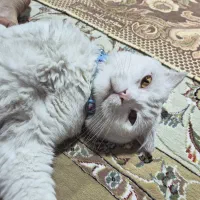 گربه اسکاتیش فولد نر  تمام سفید