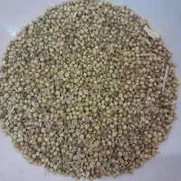 گشنیز درجه ۱   صحنه