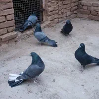 کبوتر پر|پرنده|فرخشهر, |دیوار