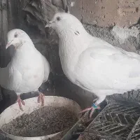 کبوتر نرو ماده|پرنده|مشکین‌دشت, |دیوار