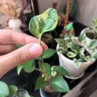 قلمه گل ۷۰۰۰