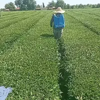 سمپاشی و از بین بردن علفهای هرز