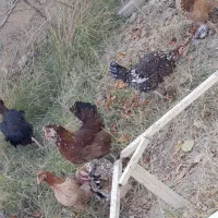 مرغ و خروس گلین