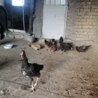 مرغ تخمگذار.