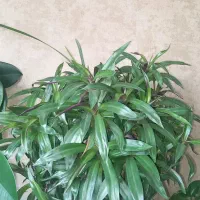 حراج گل طبیعی|گل و گیاه طبیعی|دماوند, گیلاوند|دیوار