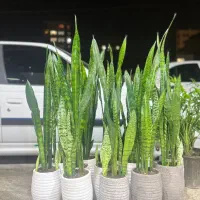 گل سانسوریا گل آپارتمانی|گل و گیاه طبیعی|کرج, گلشهر|دیوار