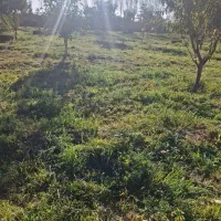 علوفه بسته بندی|خدمات باغبانی و درختکاری|سراب, |دیوار