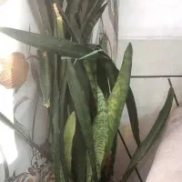 گل با گلدان / یوکا و سانسوریا