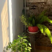 اجاره پاکسازی فیشیال مژه اکستنشن و هیدن