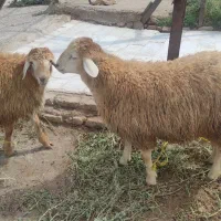 ذبح گوسفندو گوساله،قصاب(قصابی سیار)