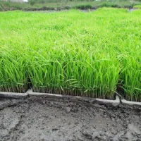 توم علی کاظمی