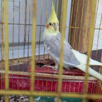عروس هلندی