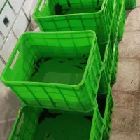 فروش زالوی طبی صیدی فوق العاده درشت|آرایشی، بهداشتی، درمانی|کاشان, امیرکبیر|دیوار