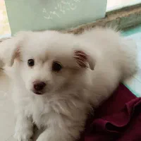 پامر چهار ماهه