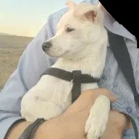 سگ پاپی ۵ ماهه|سگ|مشهد, آزادشهر|دیوار