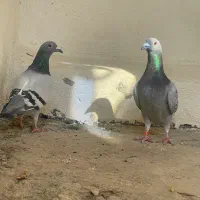 کبوتر پلاکی