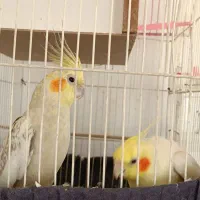 عروس هلندی|پرنده|الیگودرز, |دیوار